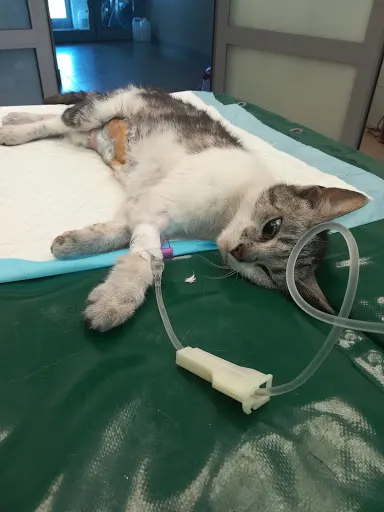 Gabinet Weterynaryjny Paweł Kulik